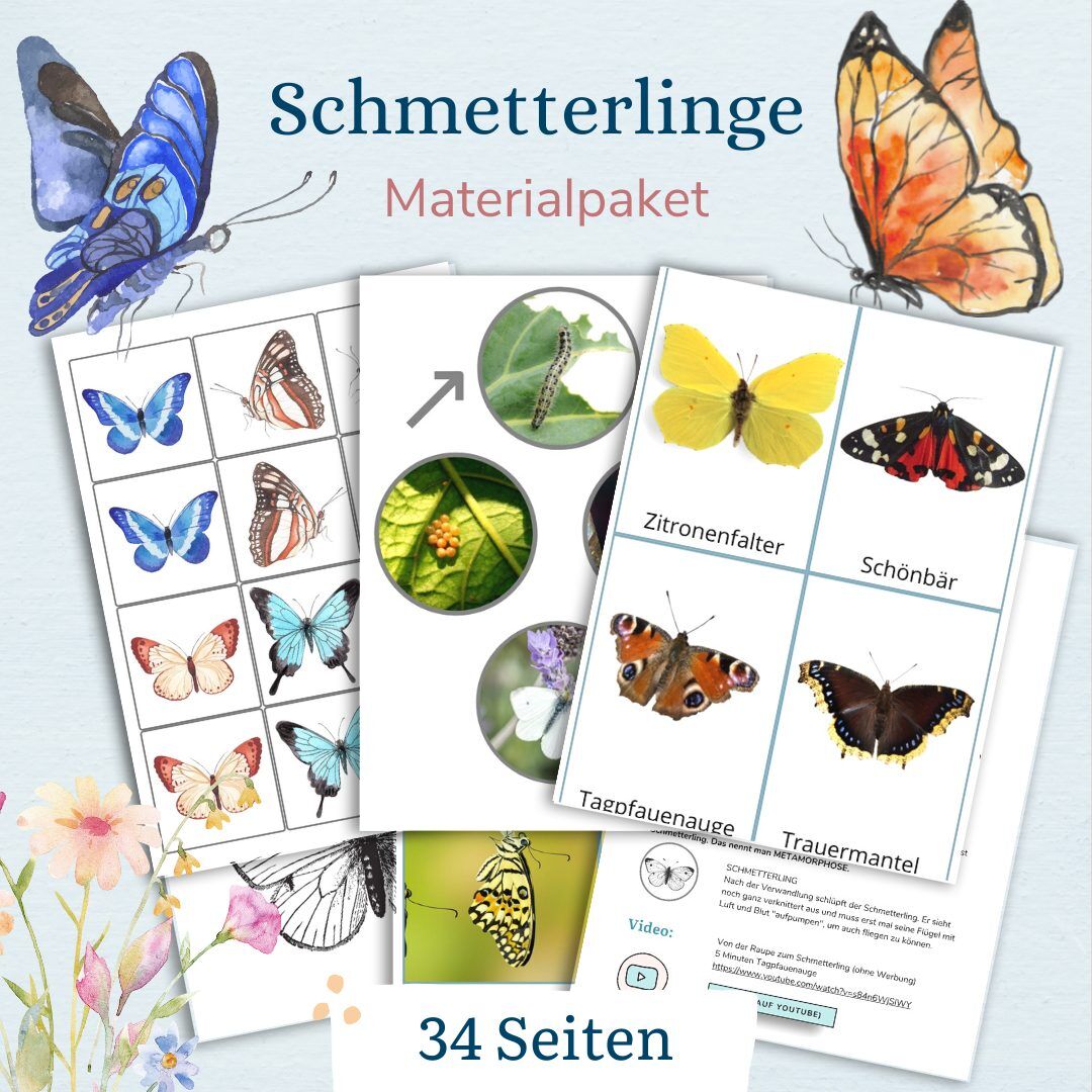 Lebenszyklus eines Schmetterlings mit Kindern verstehen - wie verwandelt sich ein Schmetterling - Kindern erklären - mit Kindern entdecken