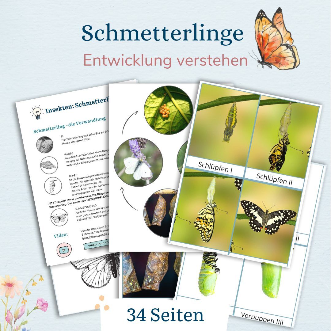 Lebenszyklus eines Schmetterlings mit Kindern verstehen - wie verwandelt sich ein Schmetterling - Kindern erklären - mit Kindern entdecken