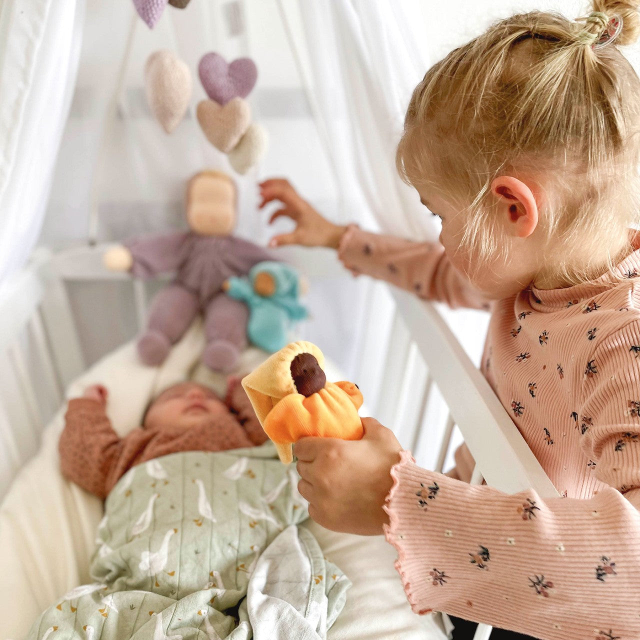 3006084_22041_Lavendelpüppchen Sonne 2