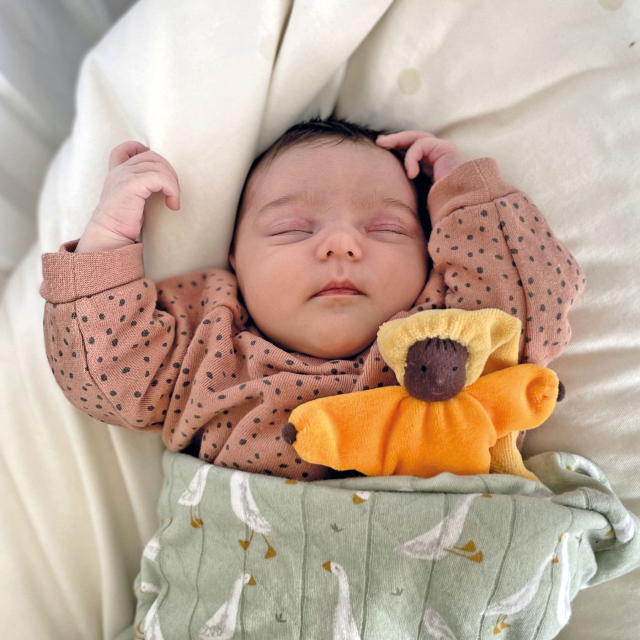 3006084_22041_Lavendelpüppchen Sonne 3