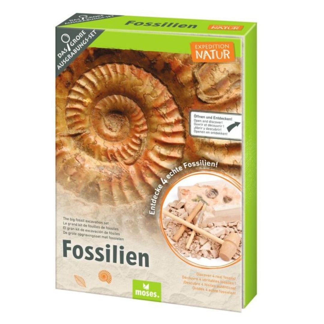 Großes Ausgrabungsset Fossilien