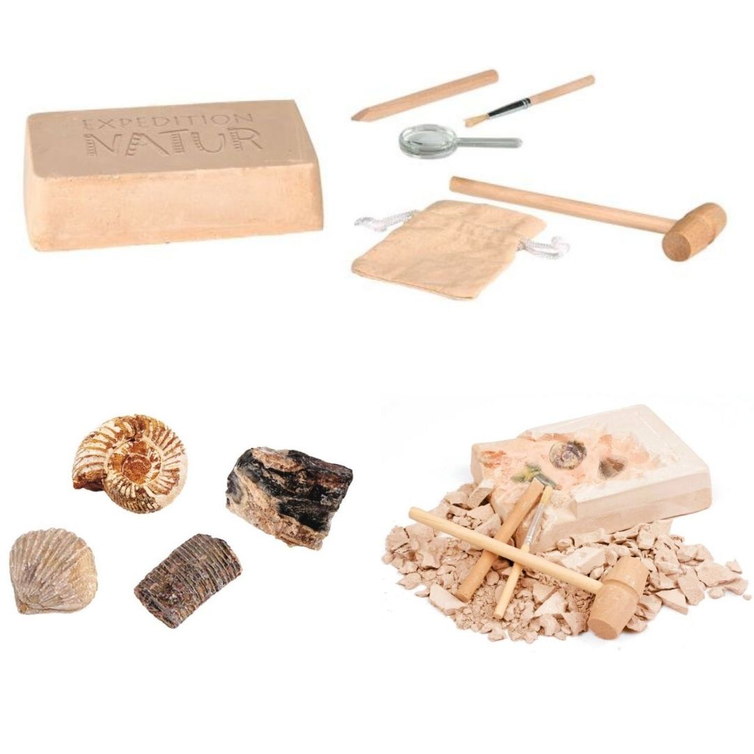 Großes Ausgrabungsset Fossilien