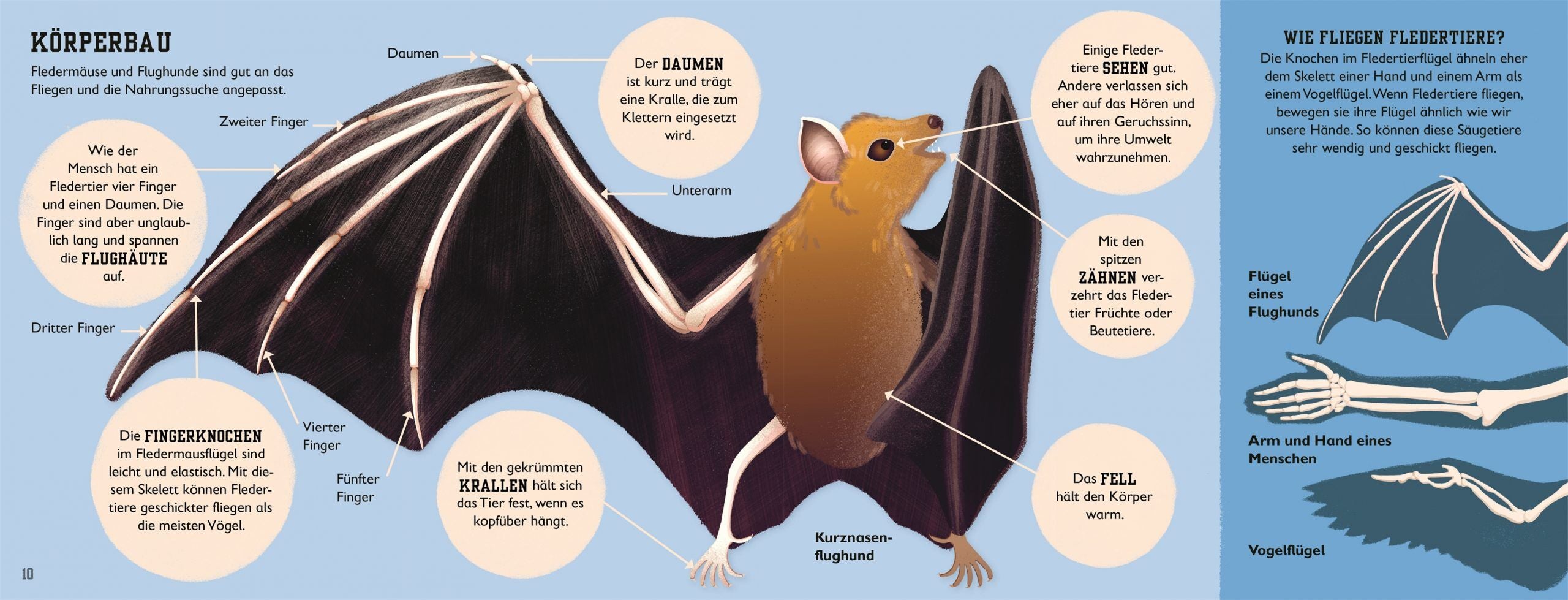 7001002 DK Fledermaus - Sachbuch Tiere für Kinder - ab 5 Jahren - 9783831040605 - Körperbau