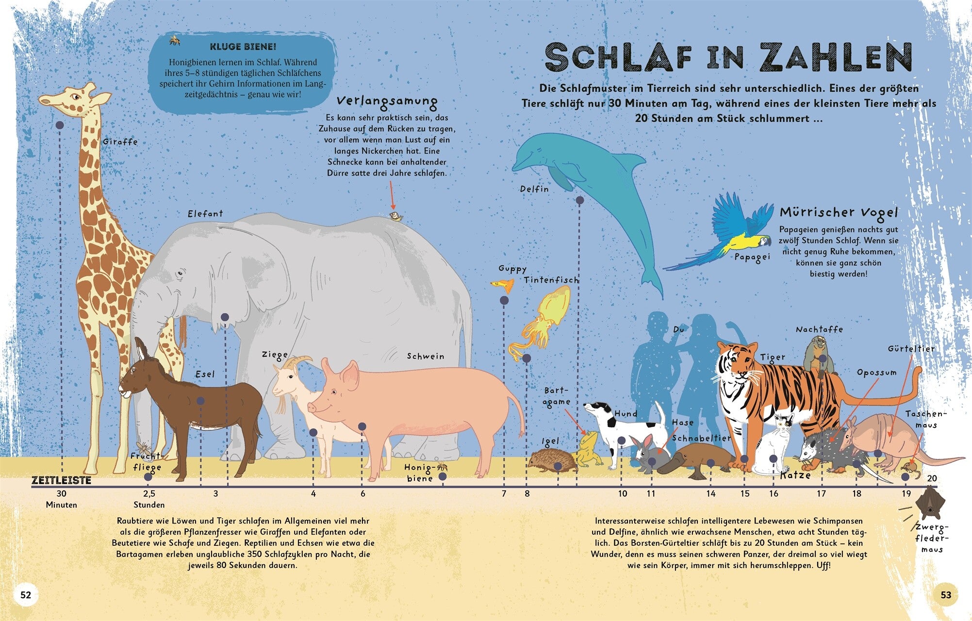 7001004 DK Alles übers Schlafen - Sachbuch für Kinder - 9783831042548