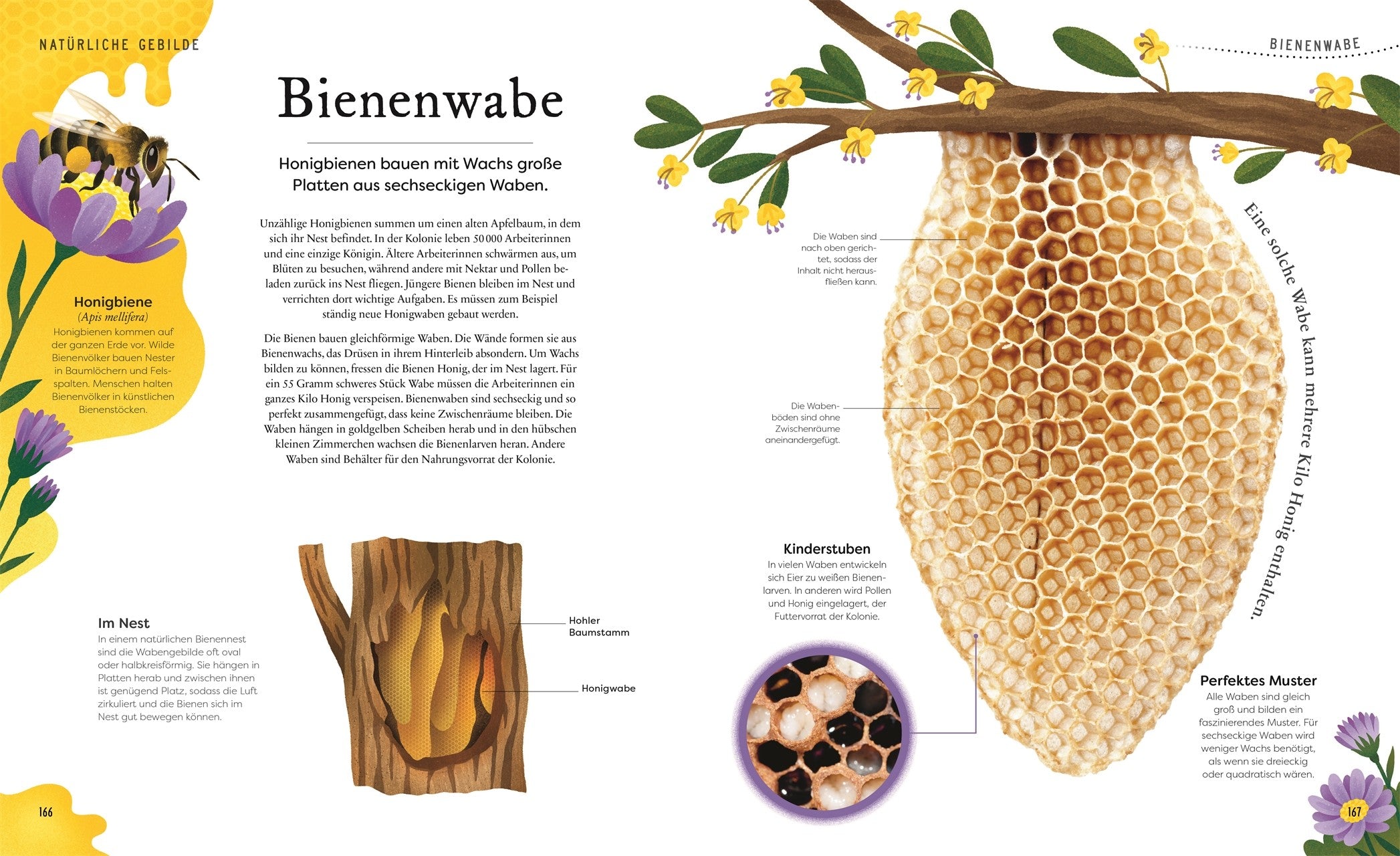 7001008 Große und kleine Schätze der Natur DK Verlag 9783831044009_IN07 Bild vom Verlag BvV