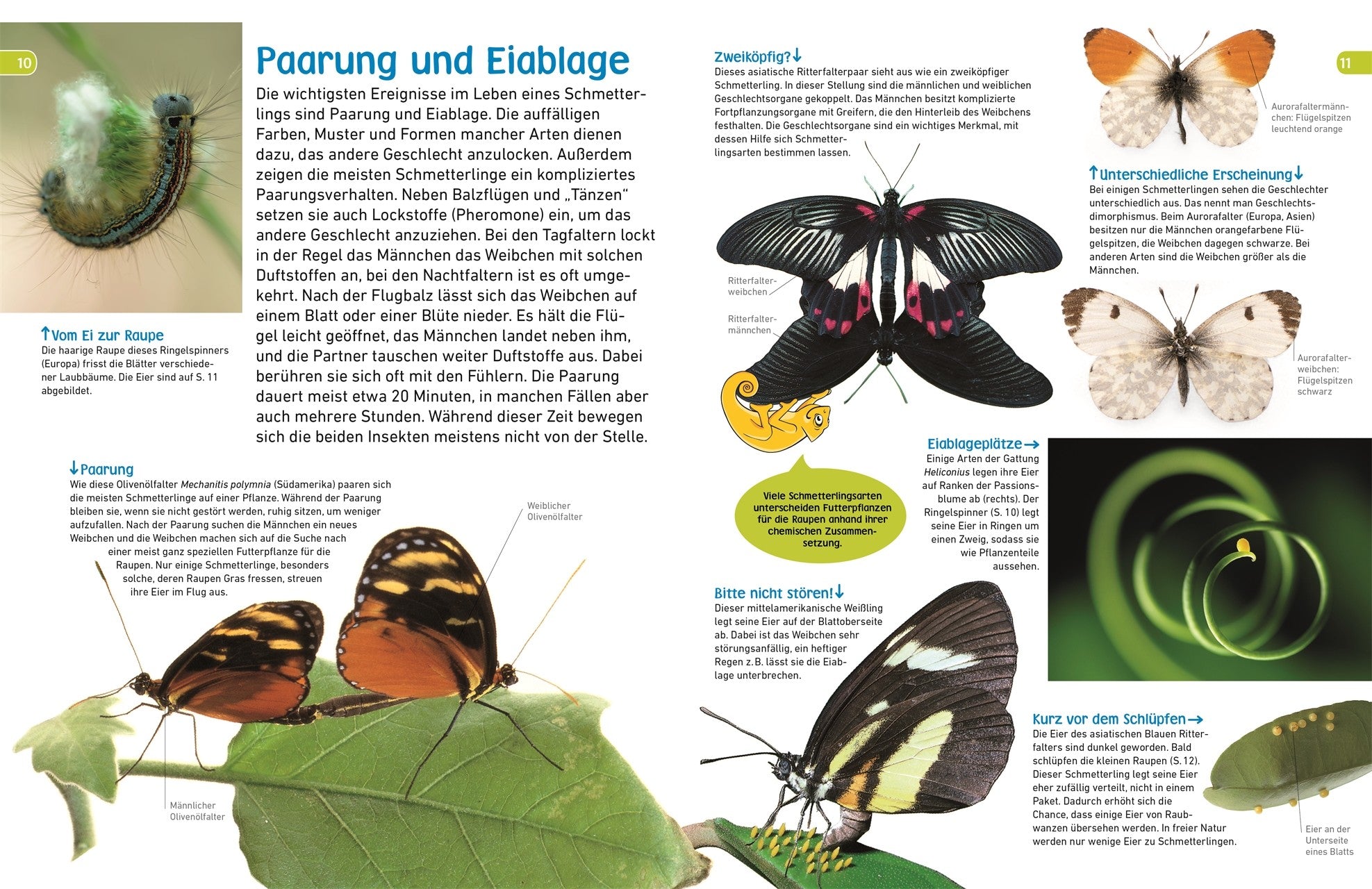 7001009 Schmetterlinge memo mit Poster DK Verlag 9783831043798_IN02 Bild vom Verlag BvV