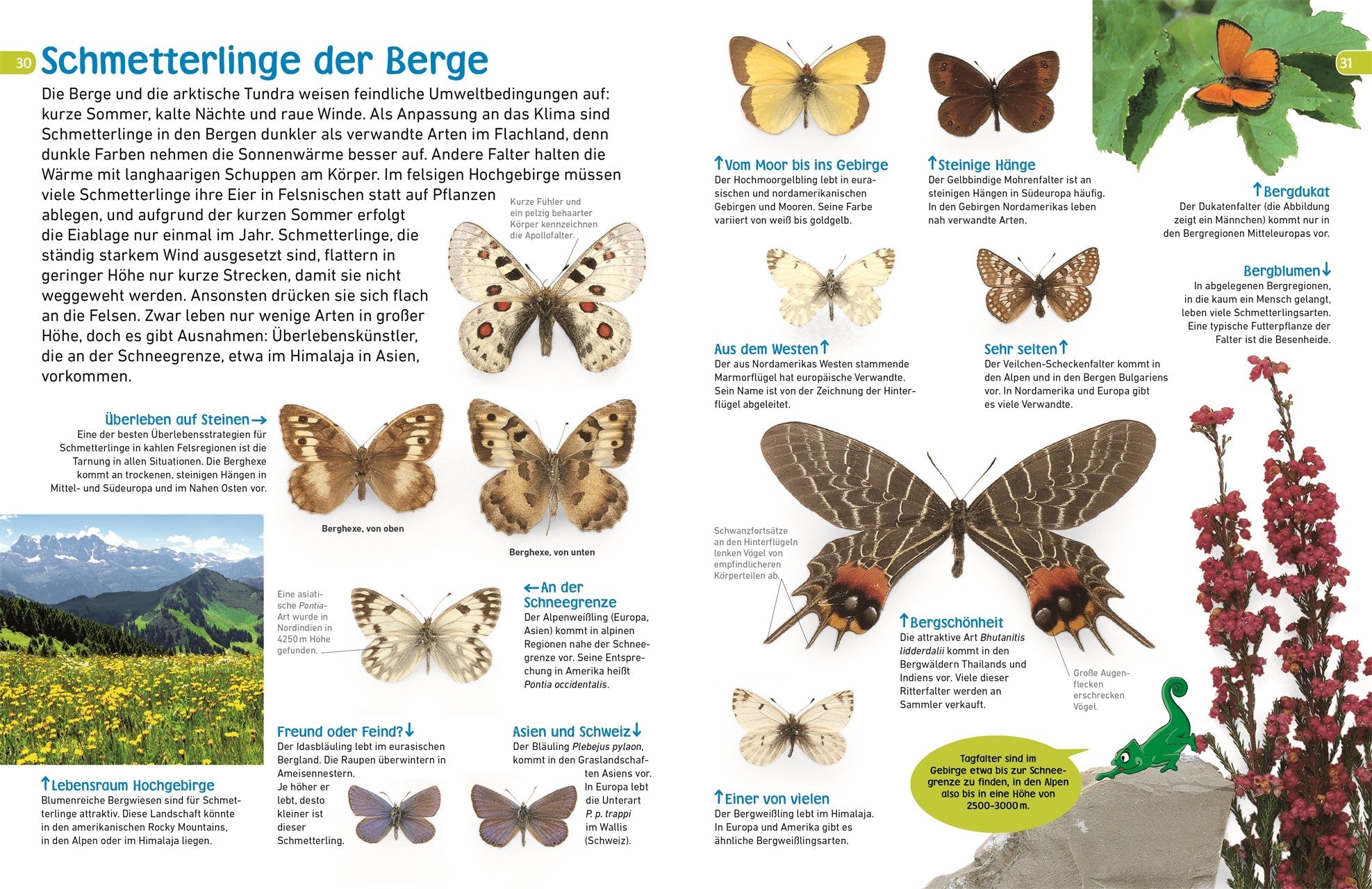 7001009 Schmetterlinge memo mit Poster DK Verlag 9783831043798_IN04 Bild vom Verlag BvV