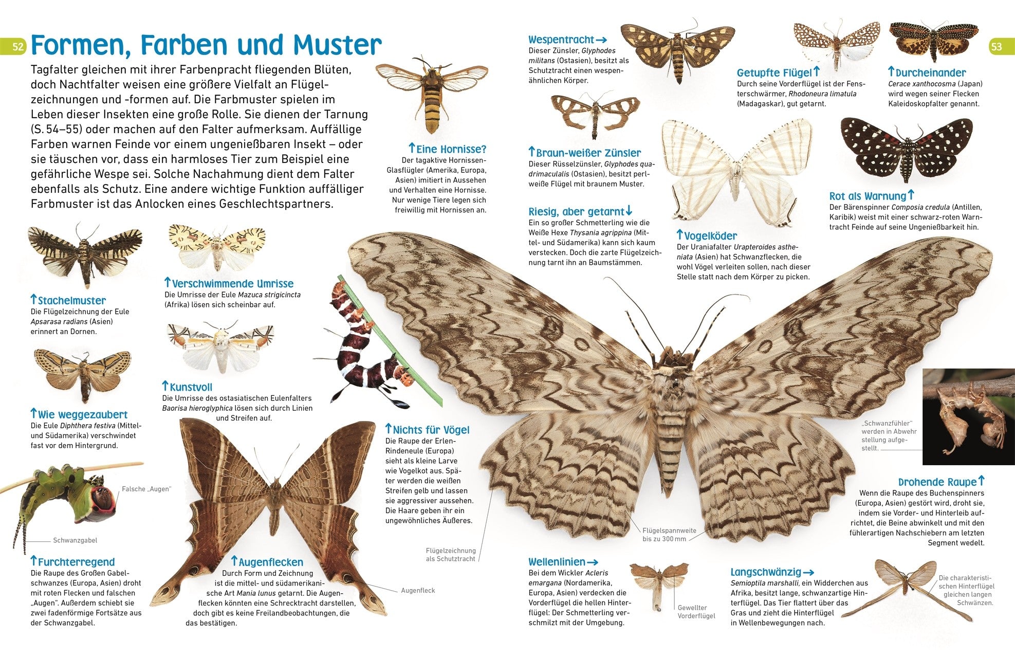 7001009 Schmetterlinge memo mit Poster DK Verlag 9783831043798_IN05 Bild vom Verlag BvV