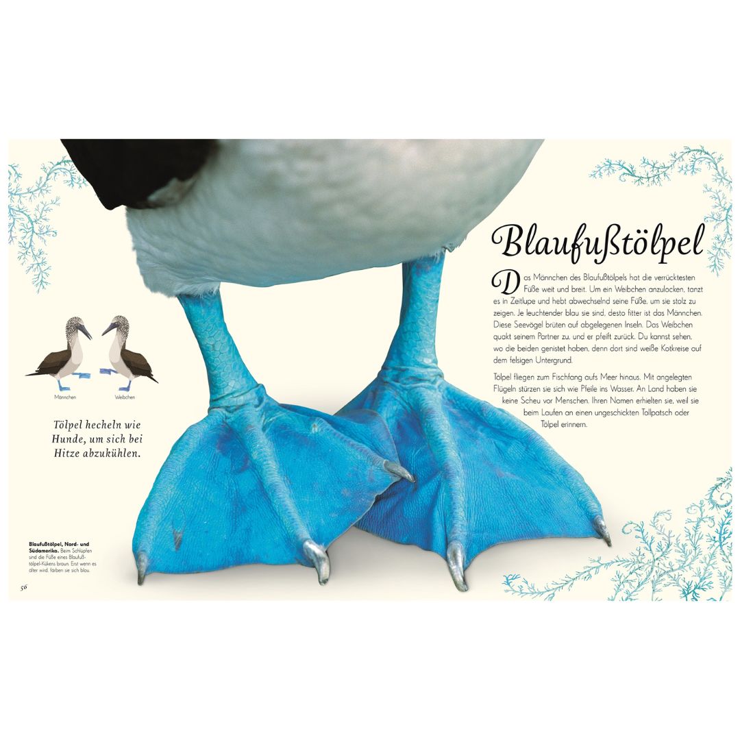 Wundervolle Welt der Vögel