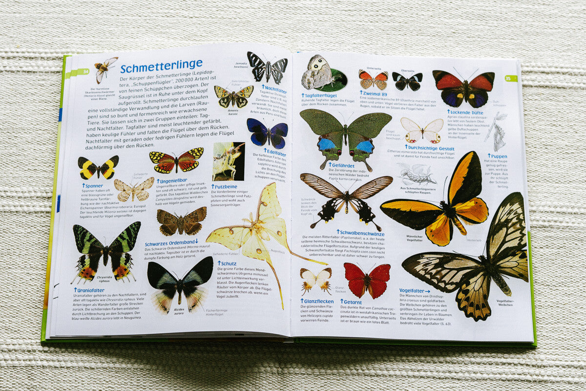 Sachbücher für Kinder im Frühling, Natursachbuch für Kinder, Insekten