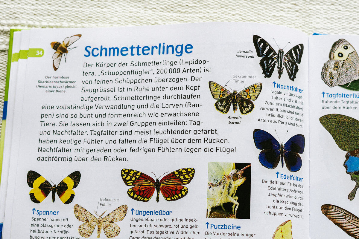 Sachbücher für Kinder im Frühling, Natursachbuch für Kinder, Insekten