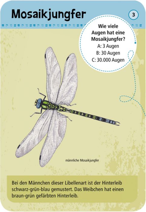 50 heimische Insekten und Spinnen