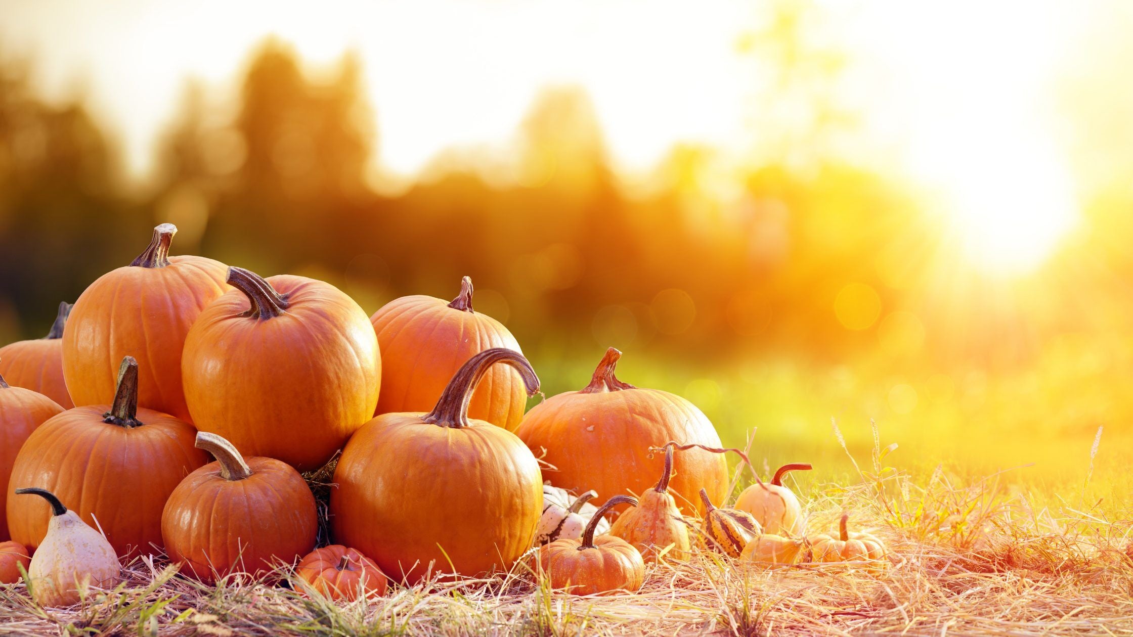 09-2021 Kürbis erforschen Beitragsbild Herbst