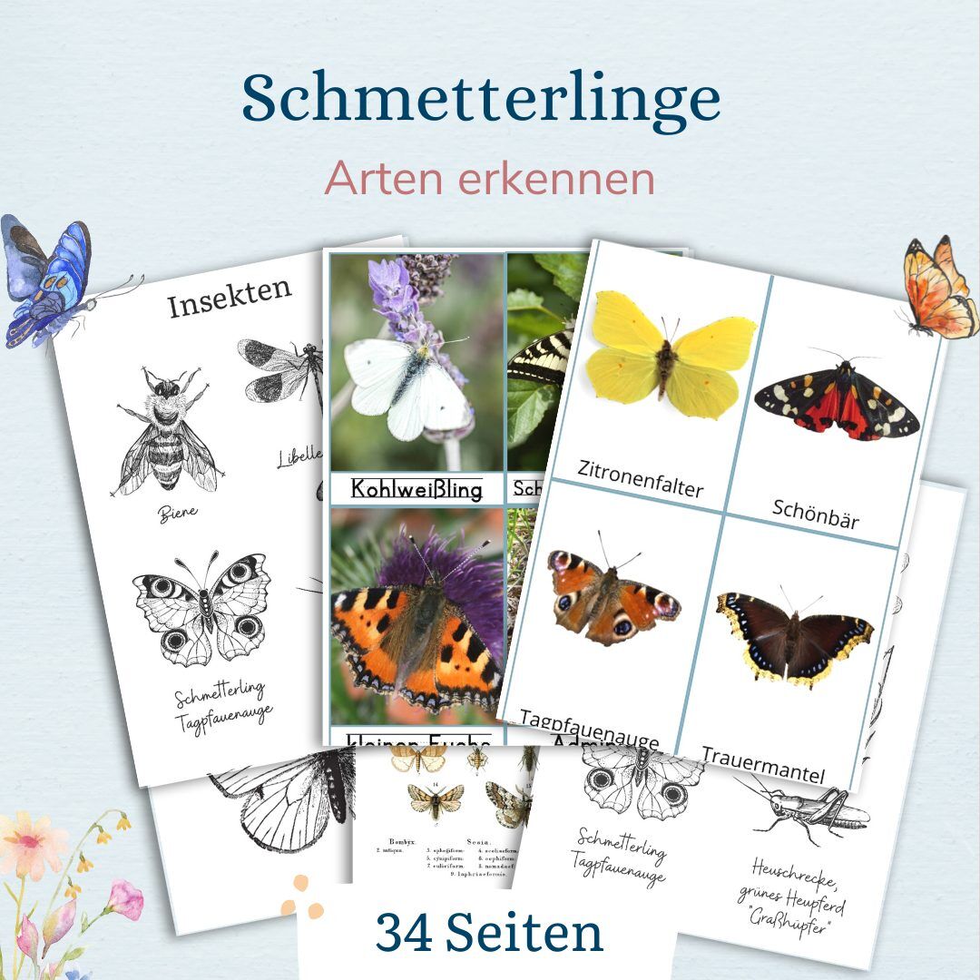 Lebenszyklus eines Schmetterlings mit Kindern verstehen - wie verwandelt sich ein Schmetterling - Kindern erklären  - mit Kindern entdecken