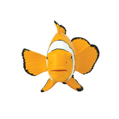 Clownfisch - Safari