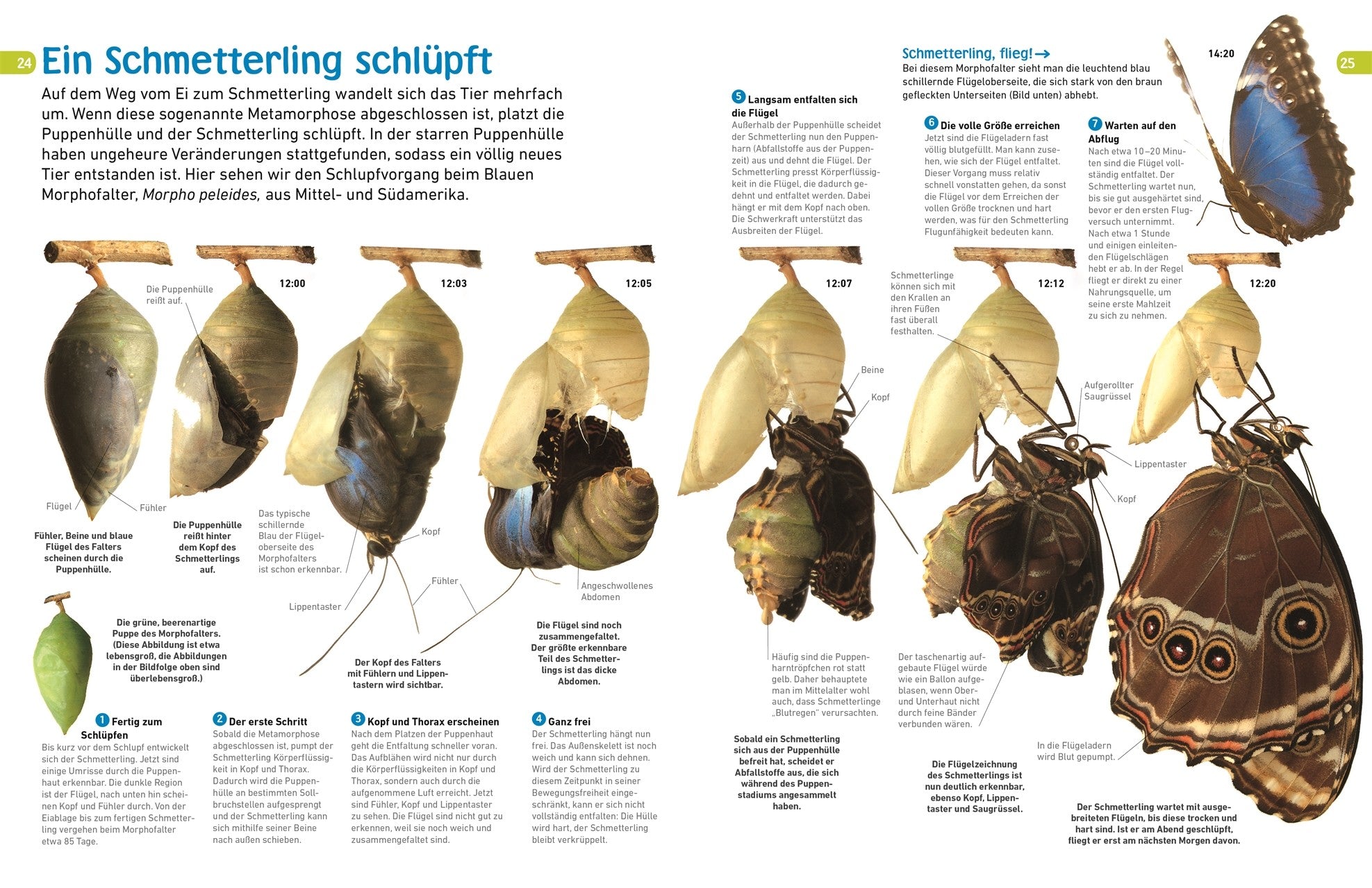 7001009 Schmetterlinge memo mit Poster DK Verlag 9783831043798_IN03 Bild vom Verlag BvV