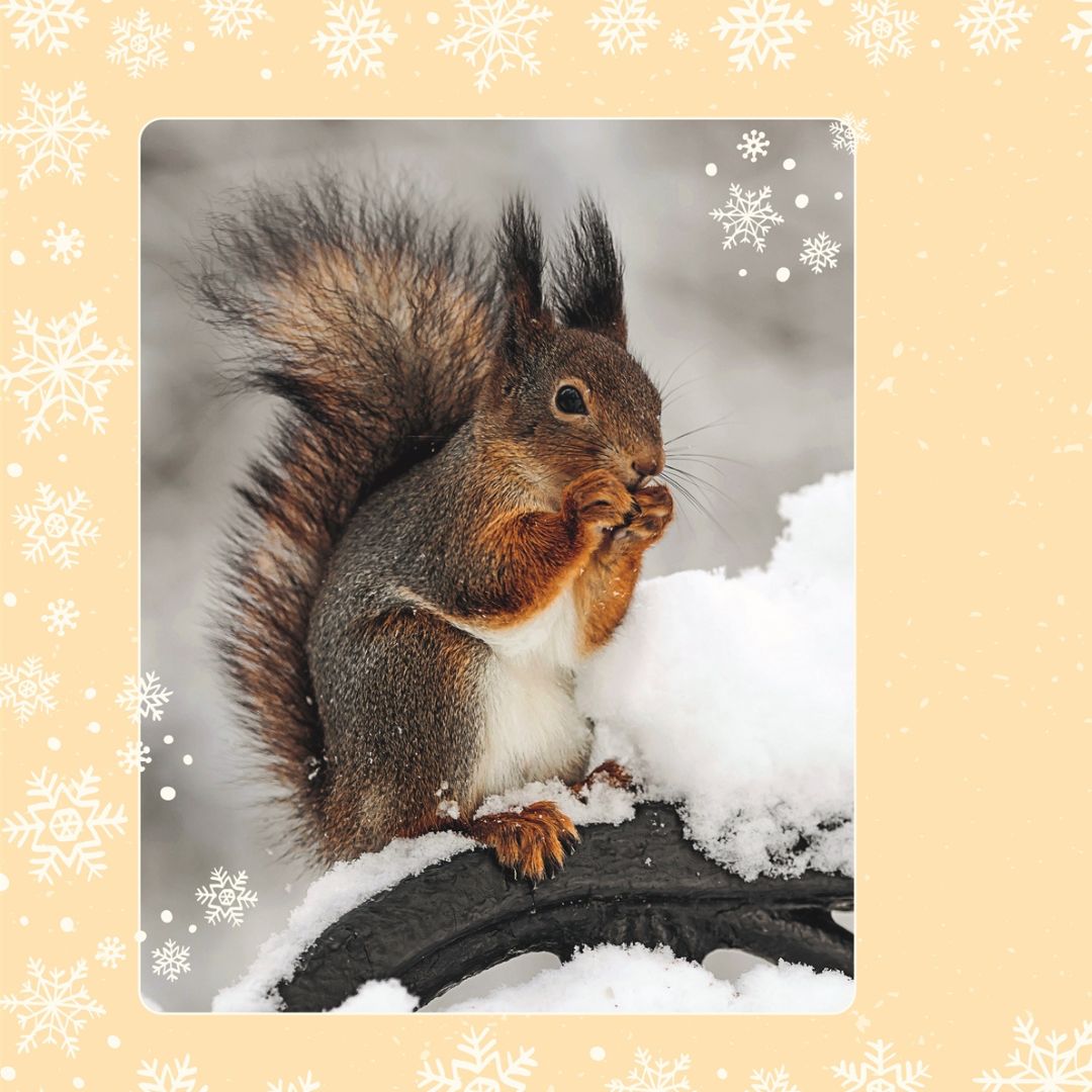 Wundervolle Welt. Adventskalender