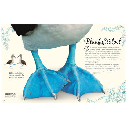 Wundervolle Welt der Vögel